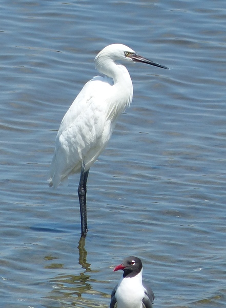 Reddish Egret